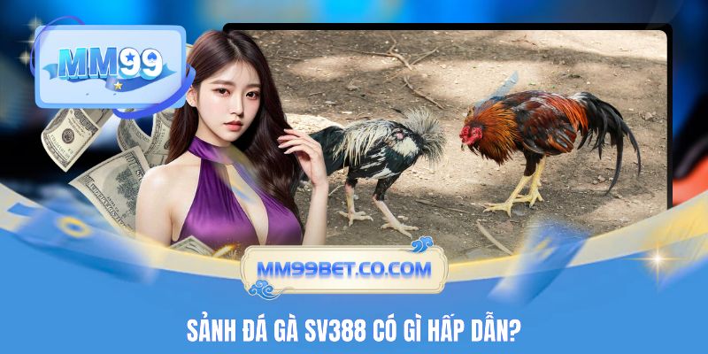 Sảnh đá gà SV388 có gì hấp dẫn?
